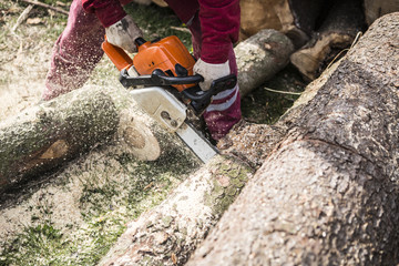 Wall Mural - Man sawing a log in his back yard