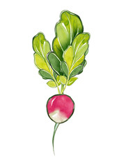 Wall Mural - Radish