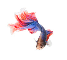 Siamese Fighting Fish , Betta Isolated On White Background.