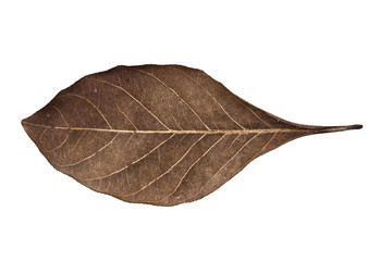 Dry leaf