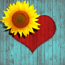 Flower Sunflower Heart And Turquoise Wood Background
