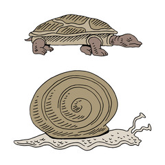 Wall Mural - Turtle and Snail Race