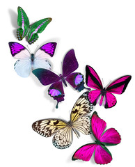 Wall Mural - group of butterflies