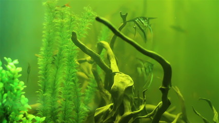 Wall Mural - Aquarium plants and fish