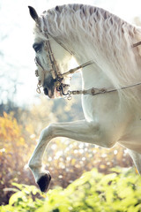 Wall Mural - Majestic royal horse in move