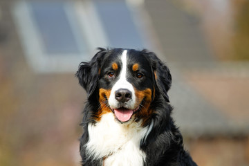 Wall Mural - Bernese mountain dog