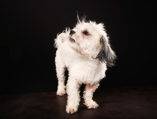 Poster - Purebred Havanese dog