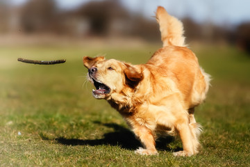 Poster - Golden retriever chasing a stick