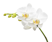 Three Day Old Orchid Isolated On White Background.