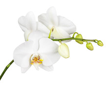 Three Day Old White Orchid Isolated On White Background.