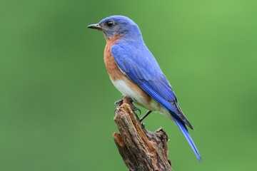 Sticker - Eastern Bluebird