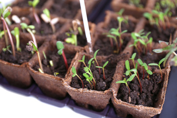 Sticker - Young seedlings in tray on window sill