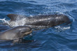 Pilot whale and baby