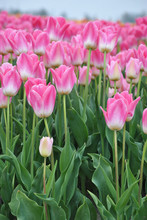 Mooie Roze Tulpenveld