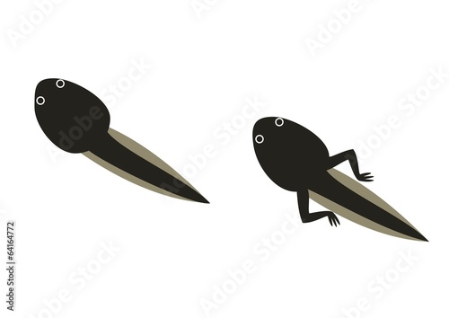 オタマジャクシ Stock イラスト Adobe Stock オタマジャクシ Stock イラスト Adobe Stock