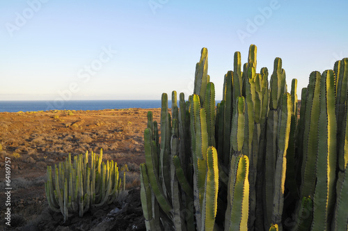 succulent-plant-cactus-na-suchej-pustyni