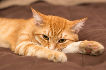  Big orange cat