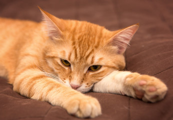  Orange cat