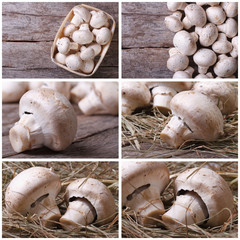 Poster - Set photos of champignon mushrooms on old desk