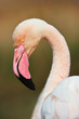 portrait of a greater flamingo in vertical, in Camargue