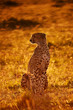 Cheetah sitting in backlight at dawn