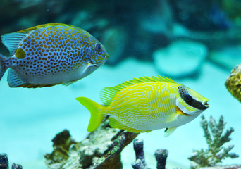 Wall Mural - Masked Rabbitfish - Siganus puellus and golden rabbitfish