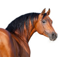 Fototapeta Konie - Chestnut horse head isolated on white background, Arabian horse.