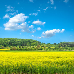 Sticker - rapeseed field and cloudy blue sky