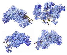 Lset Of  Blue Lilac Flower Branches On White