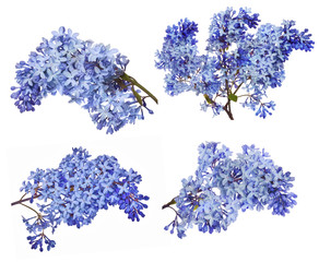 Wall Mural - lset of blue lilac flower branches on white