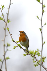 Sticker - Robin, Erithacus rubecula