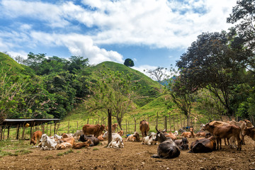 Poster - Cows and Green Hills