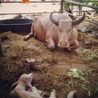 albino carabao sit in stable