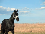 Fototapeta Konie - beautiful black breed stallion in spring field