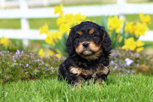 Fototapeta na wymiar Fluffy Puppy Sits in Grass with Flowers in Background