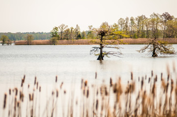 lake mattamuskeet nature trees and lants in spring time