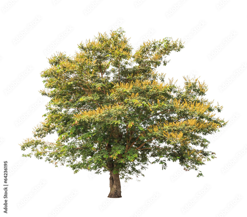 Syndra's Tree Sindora siamensis, tropical tree in Thailand Stock Photo | Adobe Stock