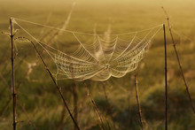 Spider Web In The Morning Backlight