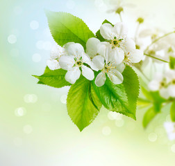 Fotomurales - Spring cherry blossom over blurred background