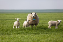 Sheep With Three Lambs In The Field