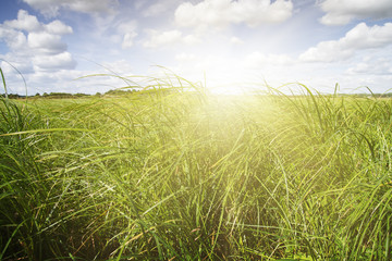 Canvas Print - Green meadow surrounded by forests.