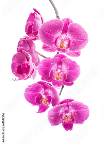 Plakat na zamówienie Zwisająca różowa orchidea