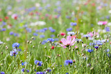 Fototapeta  - prairie fleurie