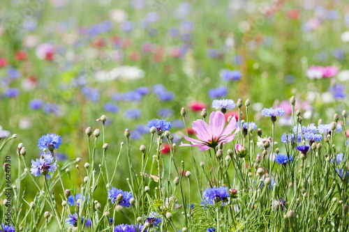 Fototapeta na wymiar prairie fleurie