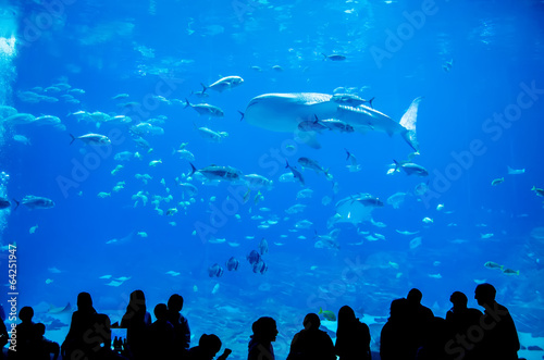 Fotomural Tiburones ballena nadando en el acuario con la gente observando