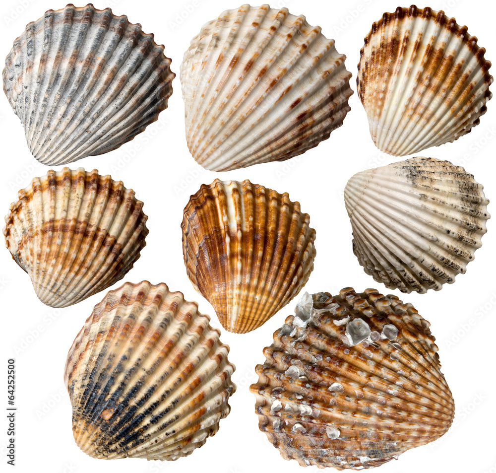 Foto de Stock Shells Collection | Adobe Stock