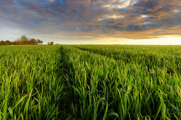 Green wheat field at sunset with sun