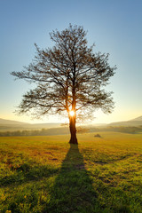 Wall Mural - Alone tree on meadow at sunset with sun and mist - panorama