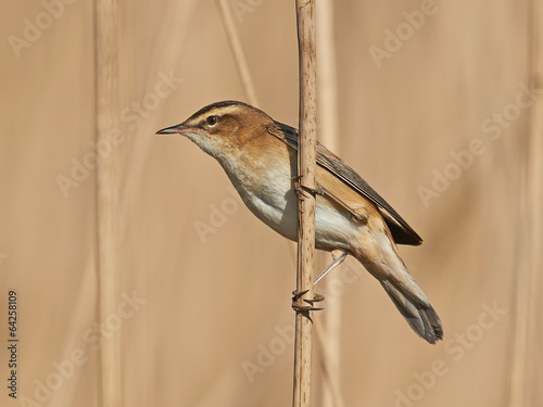 Fotografie, Obraz Sedge Warbler (Acrocephalus schoenobaenus)
