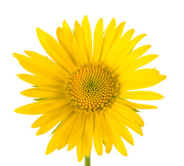 Wall Mural - Yellow Daisy